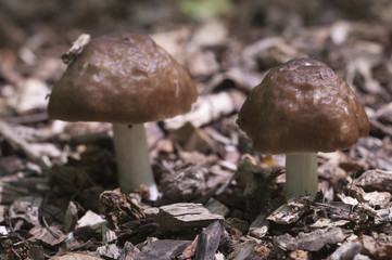 Deer Mushroom (Pluteus cervinus)