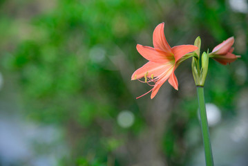 Pink Hippeastrum Amaryllis flower in the garden.