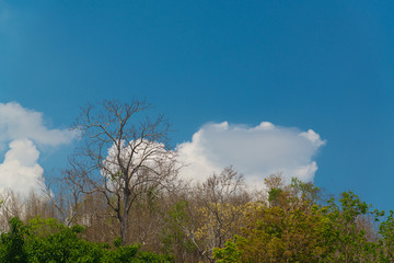 Sky above the trees in the forest