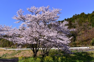 安岐ダムのサクラめぐり