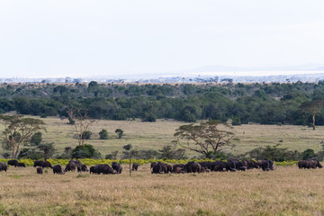 Panorama of savanna. Buffalos. Big herds of Africa.  Nakuru, Kenya.	