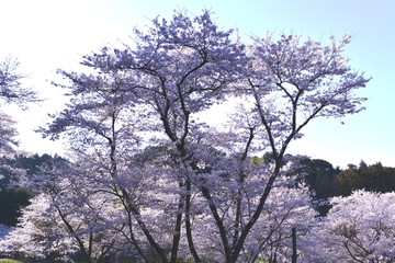 安岐ダムのサクラめぐり