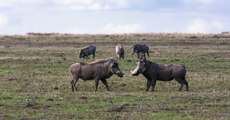 Warthogs. Pigs before the fight. SweetWaters, Kenya	