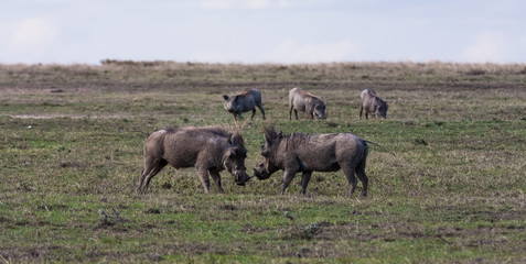 Naklejka na ściany i meble The battle of warthogs in the field. SweetWaters, Kenya