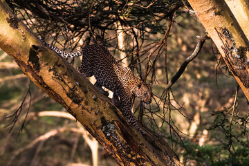 Leopard on a tree in an ambush. Fast attack. Kenya