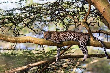 Fototapeta na wymiar Portrait of a leopard resting on a tree. Nakuru, Kenya