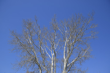 The branches of the poplar against the blue sky. Spring view of a silver poplar