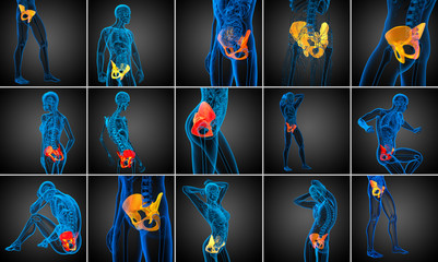 3d rendering  medical illustration of the pelvis bone