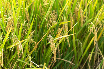 Yellow rice paddy in field ready for harvest.