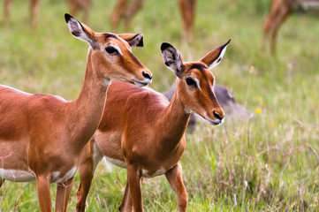 A pair of impalas. Nakuru lake, Kenya