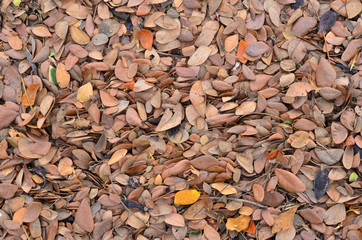 top view of Dried Leaf Background