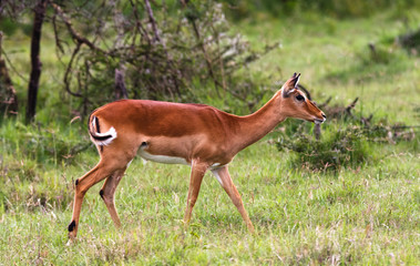 Impala on the lawn in the savannah. Kenya