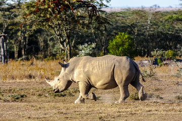 Fototapeta premium Large white rhino. Nakuru lake park, Kenya 