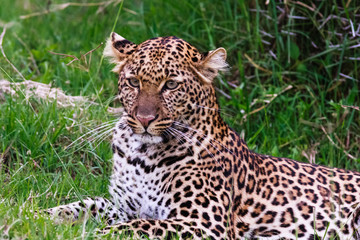 Portrait of a leopard lying on the grass. Kenya, Africa