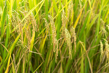 Yellow rice paddy in field ready for harvest.