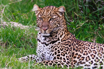 Young leopard from Nakuru. Kenya, Africa