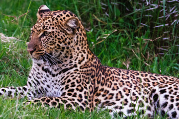 Fototapeta na wymiar Portrait of young leopard. Kenya, Africa