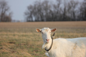 white goat walking a green meadow pasture