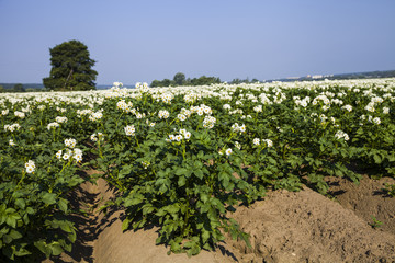 Blooming potato field on a sunny summer day.
