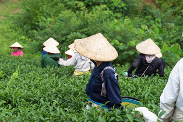 Vietnamese women picking tea leaves at a tea plantation.