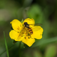 Bee on meadow flower in spring