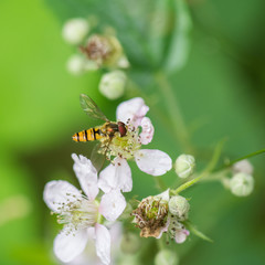 Bee on meadow flower in spring