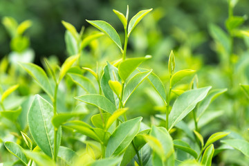 Green tea leaves in a tea plantation in morning