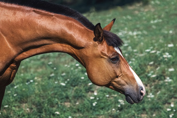 Portrait of a Trakhener bay horse