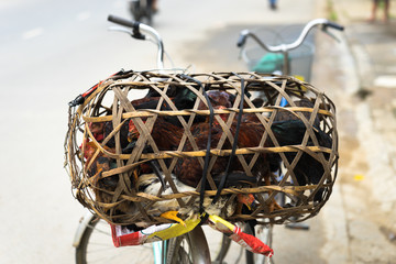 Chicken in metal cages outside in street market