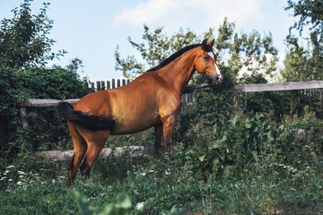 Naklejka premium Portrait of a Trakhener bay horse