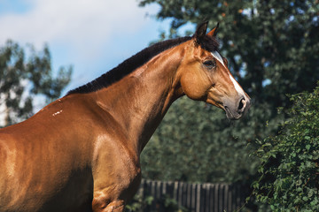 Portrait of a Trakehner bay horse