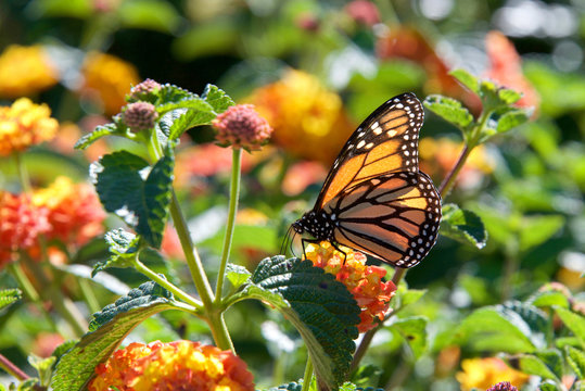 One Monarch butterfly perched on yellow and orange lantana flowers drinking nectar. The monarch butterfly may be the most familiar North American butterfly, and is an iconic pollinator species.
