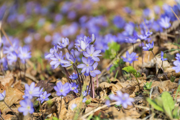beautiful spring field with blooming blue  forest spring  flowers