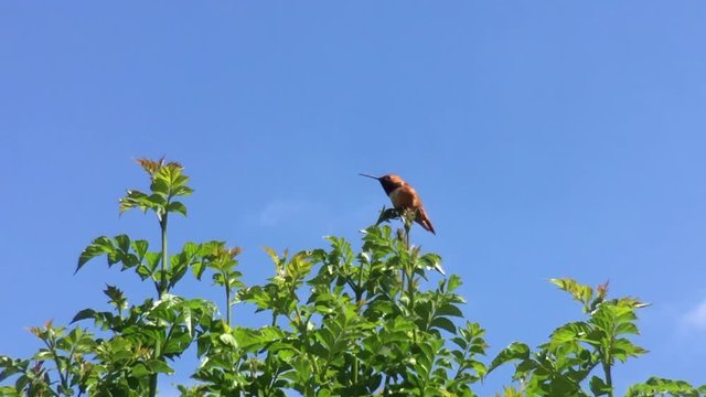 4K HD Video of one Allen's Hummingbird on Hamelia patens Firebush bush blue sky background. Bird sitting on bush looking around then flies away out of scene
