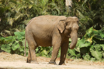 Naklejka premium photo of a female Asian elephant standing in the hot Indian sunshine