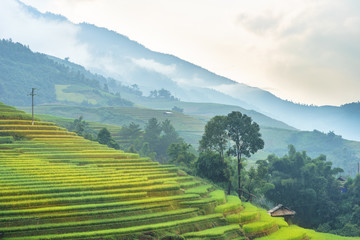 Fototapeta premium Rice fields on terraced of Mu Cang Chai, Yen Bai, Vietnam