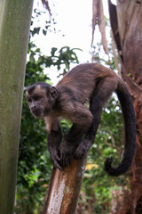 Naklejka premium Little monkey on the tree