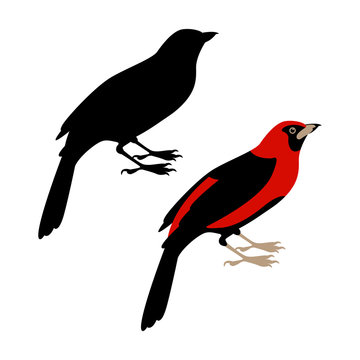 tanager vector illustration Flat style black silhouette