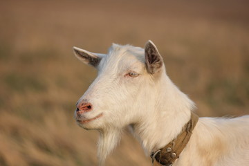 white goat walking a green meadow pasture