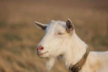 white goat walking a green meadow pasture