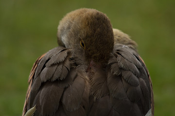 photo of a resting Whistling (wandering) duck