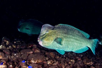 Naklejka premium bumphead parrotfish close up portrait underwater detail