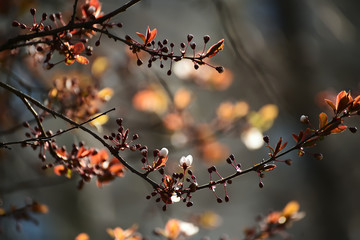 Branches of a lush blossoming decorative apple tree in early spring. Very soft selective focus, 
