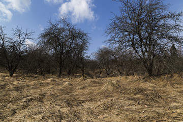 Garden old tree abandoned