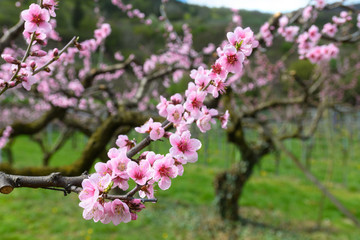 Pfirsichblüten im Obstgarten