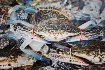 blue crabs on ice