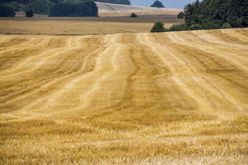 Getreidefeld im Sommer