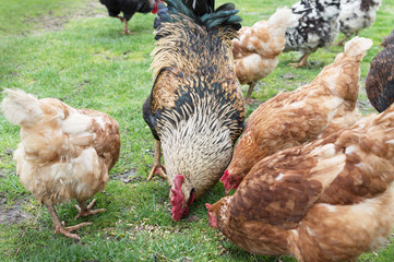 cock and hens on grass