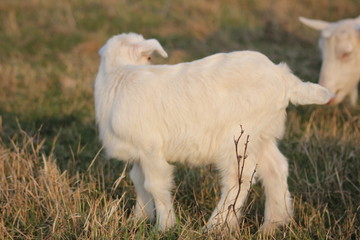 white goat walking a green meadow pasture