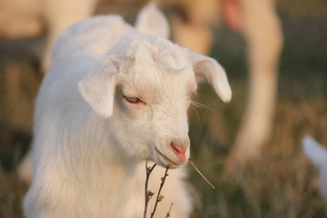white goat walking a green meadow pasture